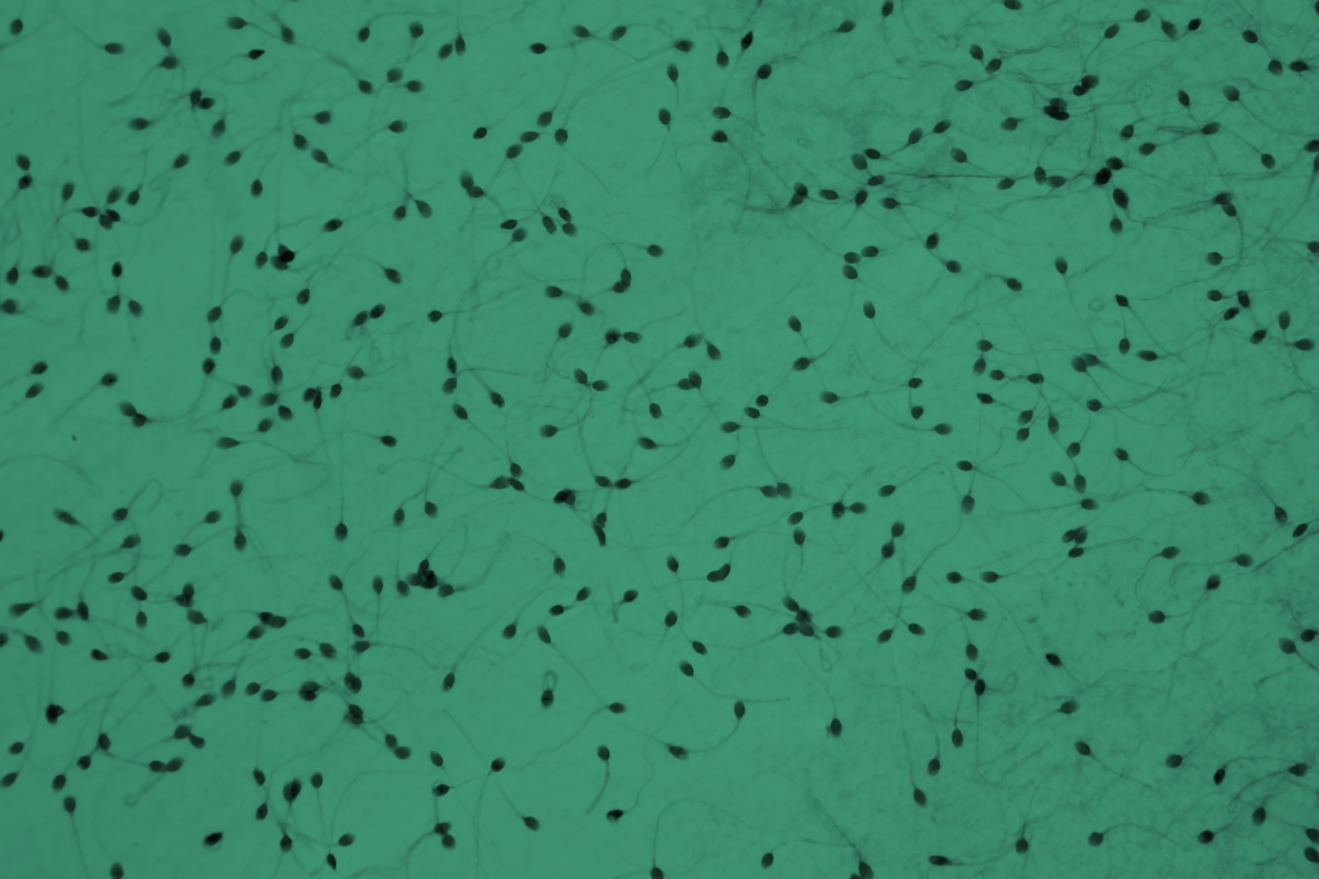 ceti-hero_doacao-espermatozoides